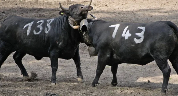 白昼の角で戦う黒牛2頭の伝統的な祭り — ストック写真