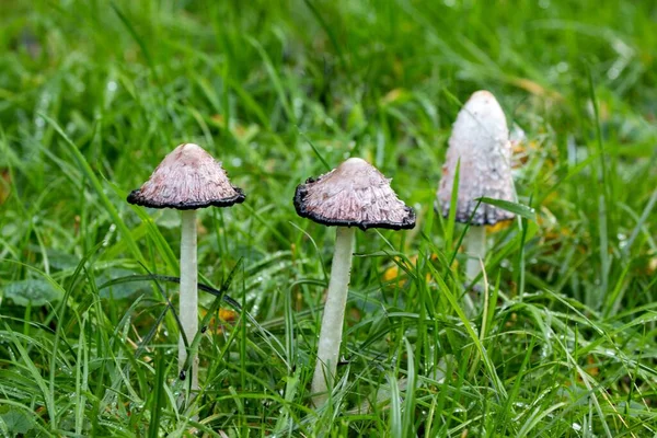 Крупный План Amanita Phalloides Mushrooms — стоковое фото