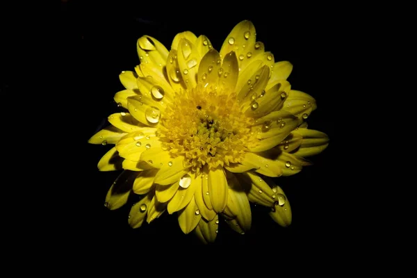 Water Drops Yellow Daisy Flower Black Background — Stock Photo, Image