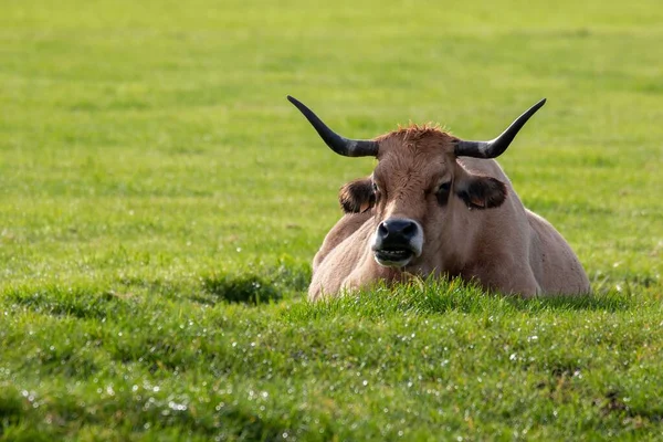 Tarladaki Bir Sığırın Yakın Çekimi — Stok fotoğraf