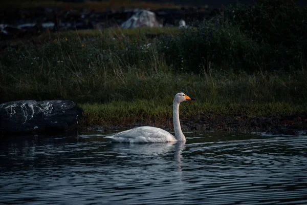 Красивый Белый Лебедь Мирно Плавает Темно Синем Озере Севере Норвегии — стоковое фото