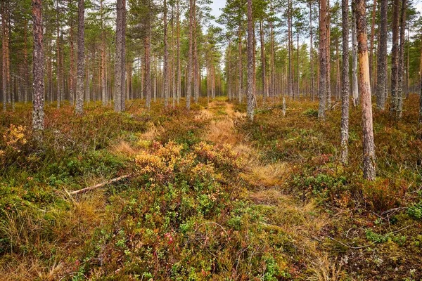 薄木の緑豊かな森の美しいショット — ストック写真