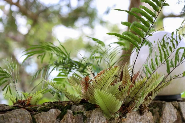 Closeup Green Fern Leaves Mossy Stone Park — Stock Photo, Image
