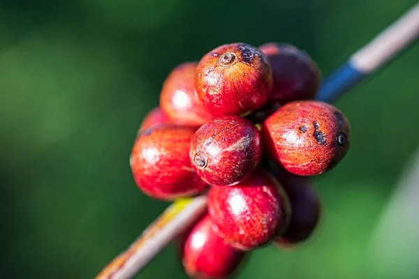 Zbliżenie Czerwonych Świeżych Owoców Kawy Pod Słońcem — Zdjęcie stockowe
