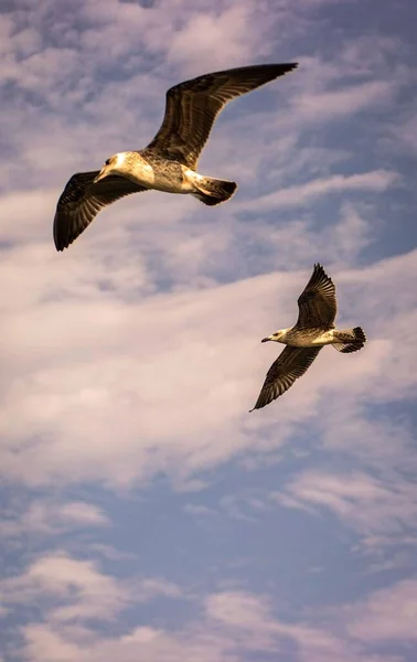 Vertical Low Angle Two Gulls Flying Purple Cloudy Sky — Stock Photo, Image