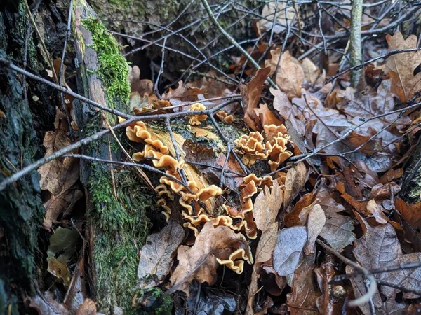 Lähikuva Sieniä Kasvaa Puunrunko Syksyllä Metsässä — kuvapankkivalokuva