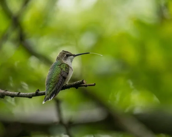 Tahta Bir Ağaç Dalına Konmuş Yeşil Bir Sinekkuşunun Seçici Odak — Stok fotoğraf