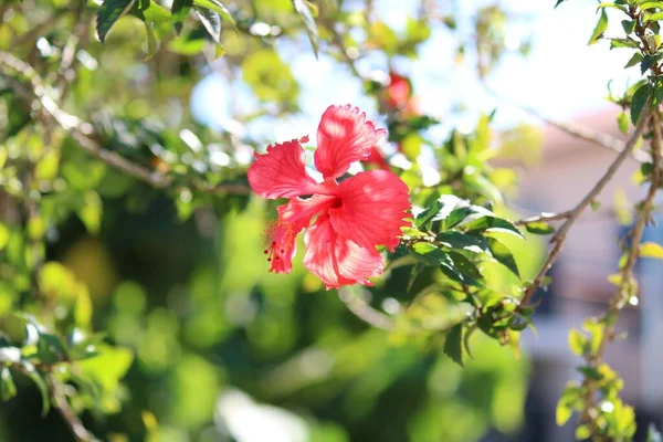 Eine Selektive Fokusaufnahme Eines Blühenden Hawaiianischen Hibiskus — Stockfoto