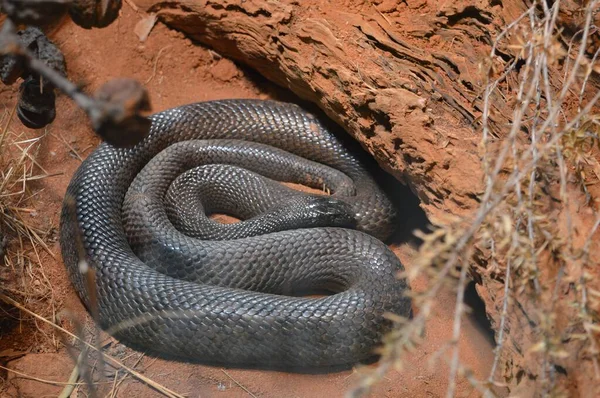 Serpiente Peligrosa Interior Australiano —  Fotos de Stock