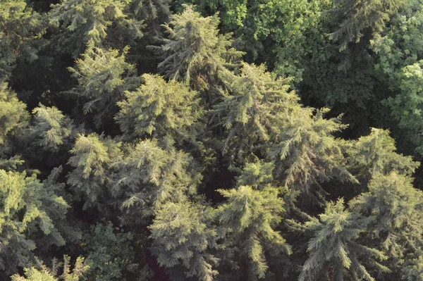 Une Belle Vue Aérienne Une Forêt Dense Avec Des Arbres — Photo