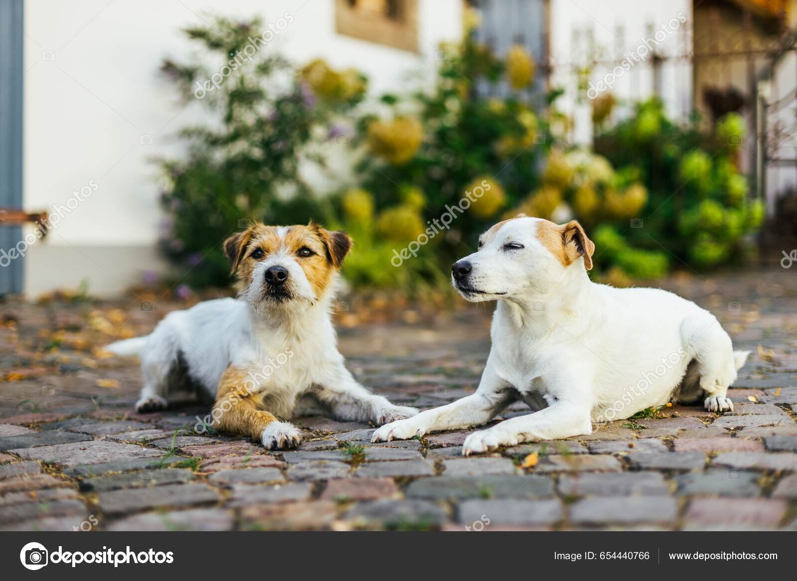 Ginger sales jack russell