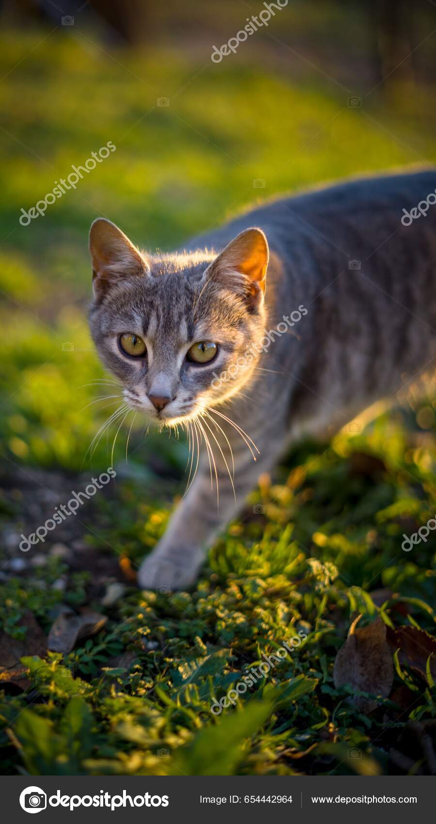 Cat Walking Outside Cat Turning Cat Keeps Walking In Circles How