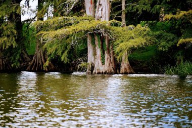 Nehir kıyısında güzel bir ağaç manzarası.