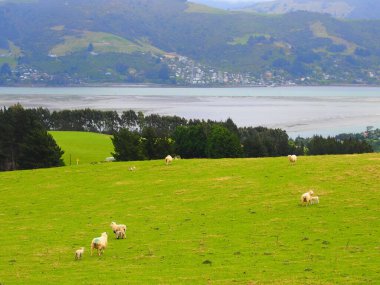 Yeni Zelanda kırsalında yeşil çimlerde otlayan bir koyun sürüsü.