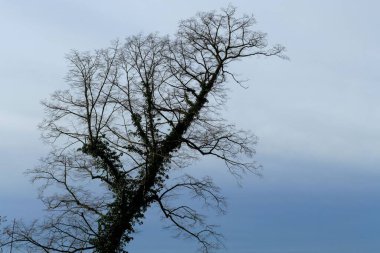 İnce dalları ve soluk mavi-beyaz gökyüzünün altında kurumuş yaprakları olan, ölmekte olan bir ağaç.