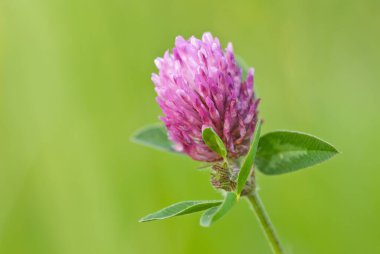 Yeşil arka plandaki yaban yoncasını yakından çek.