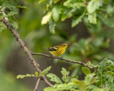Tahta bir ağaç dalına konmuş bir manolya bülbülünün seçici odak noktası.