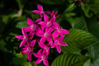 Pembe Pentas Lanceolata çiçeklerinin yakın plan çekimi..