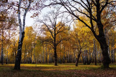 Sonbaharda parktaki renkli ve çıplak ağaçlar, Gomel, Belarus