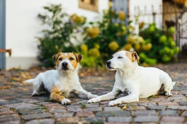 A beautiful shot of 2 white and ginger Jack Russell terrier dogs on a farm clipart