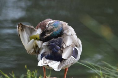 Tüylerini diken diken eden renkli bir yaban ördeği bulanık arka planı olan bir gölün yanında duruyor.