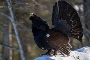 Kur yaparken karın üzerinde duran batılı bir kapari kuşu.