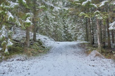 Ormanda karla kaplı uzun ağaçların güzel bir görüntüsü.