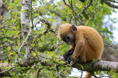 Bir ağacın yeşil yapraklarını yiyen gümüşi bir maymunun yakın plan portresi.