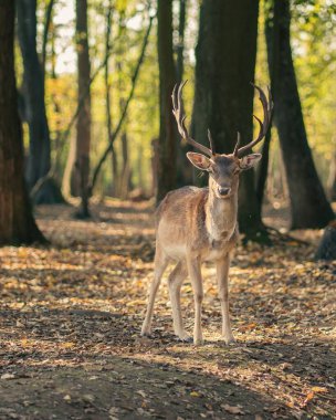 Bir geyiğin dikey görüntüsü seçici bir odak noktası. Ormandaki kameraya bakıyor.