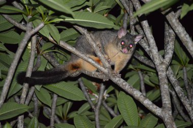 Hayvan ağacı Avusturalya vahşi gecesi