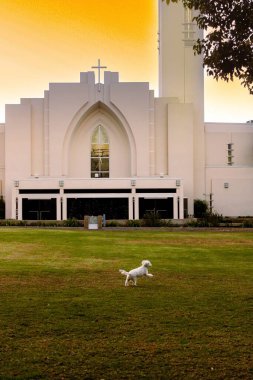 Günbatımında beyaz bir kilisenin bahçesinde oynayan beyaz bir köpeğin dikey çekimi.