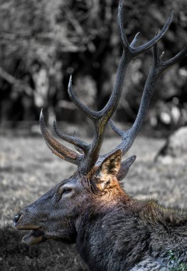 Guadalajara Hayvanat Bahçesi 'nde vahşi yaşam fotoğrafçılığı.