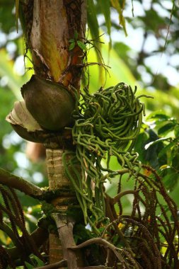 Egzotik yeşil bir ormanda dikenli bitki ve dallarla çevrili bir ağaç.