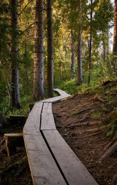 Güzel, yemyeşil bir ormanda uzun tahta bir patikanın dikey görüntüsü.