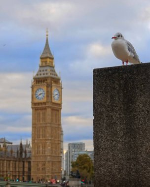 Duvarda duran bir martı ile Big Ben dikey mor ve bulutlu arka plan bulanık