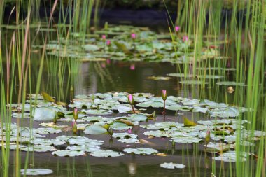 Pembe nilüferli ve yeşil yapraklı bir göletin yakın çekimi.