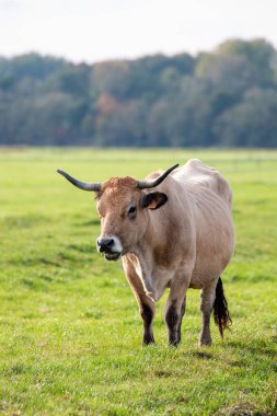 Tarladaki bir sığırın dikey görüntüsü.
