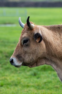 Bir tarladaki kahverengi ineğin dikey görüntüsü..