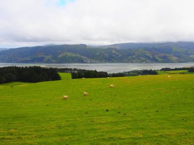 Yeşil bir çayırda otlayan koyunların hava görüntüsü, bulutlu bir manzara.