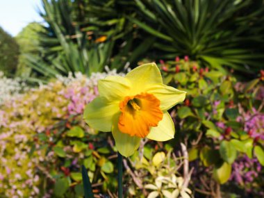 Bahçedeki çiçek açan sarı nergis çiçeğinin yakın çekimi.