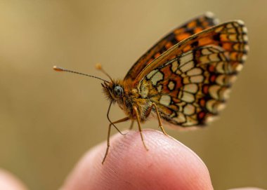 Parmak ucundaki İspanya Kraliçesi 'nin yakın plan fotoğrafı.