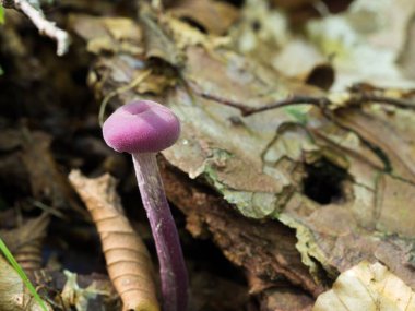 Ormandaki bir ametist düzenbazının (Laccaria amethystina) yakın plan fotoğrafı.