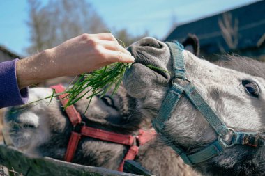Bir insanın eşeğe ot yedirirken çekilmiş yakın plan fotoğrafı.
