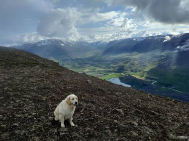 Tepede arkasında dağlar olan güzel bir golden retriever.