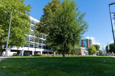 Manchester 'da parktaki ağaçlar