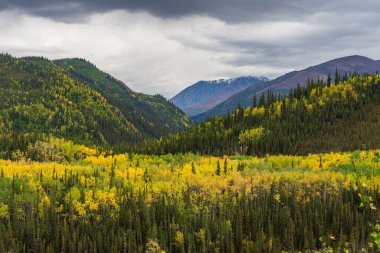 Denali Ulusal Parkı 'nda mavi gökyüzünün altında güzel bir çiçek tarlası görüntüsü.