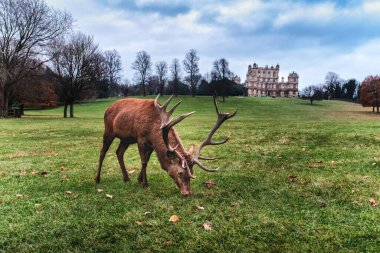Nottingham İngiltere 'deki Wollaton parkında kızıl bir geyik.