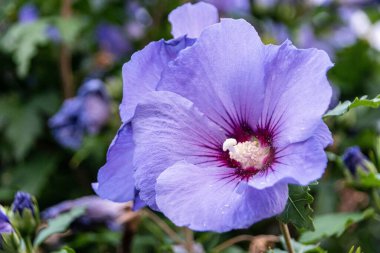 Bir bahçede patlayan Mor Hibiscus 'un yakın çekimi.