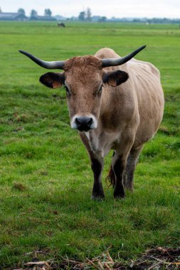 Bir tarladaki kahverengi ineğin dikey görüntüsü..