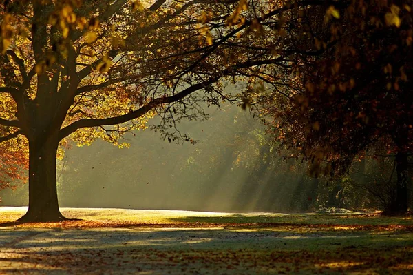 在一个宁静的时刻 一片美丽的阳光透过秋天的树木洒落在花园上 — 图库照片